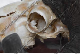 mouflon skull 0036